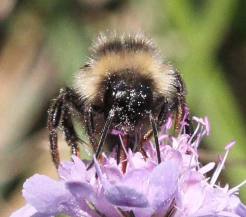 Réf. 316 554 : Bombus sp.